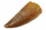 Serrated, Raptor Tooth - Real Dinosaur Tooth #294618-1